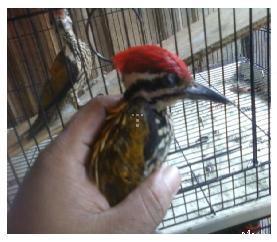 BURUNG PELATUK BESI
