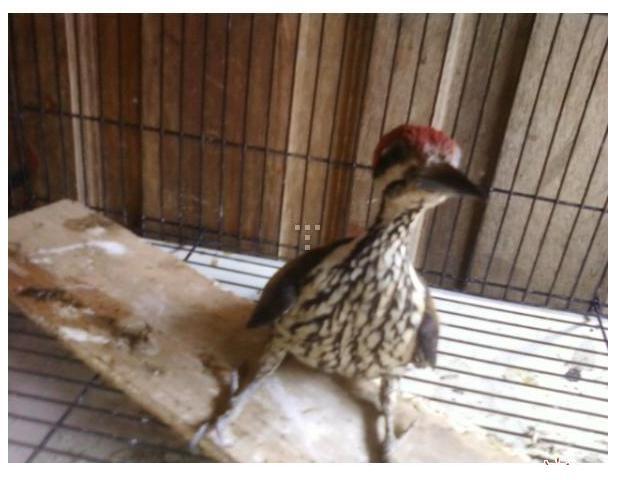 BURUNG PELATUK BESI