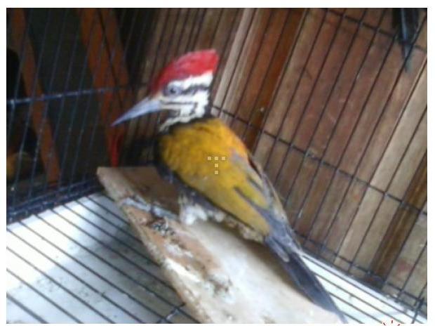 BURUNG PELATUK BESI
