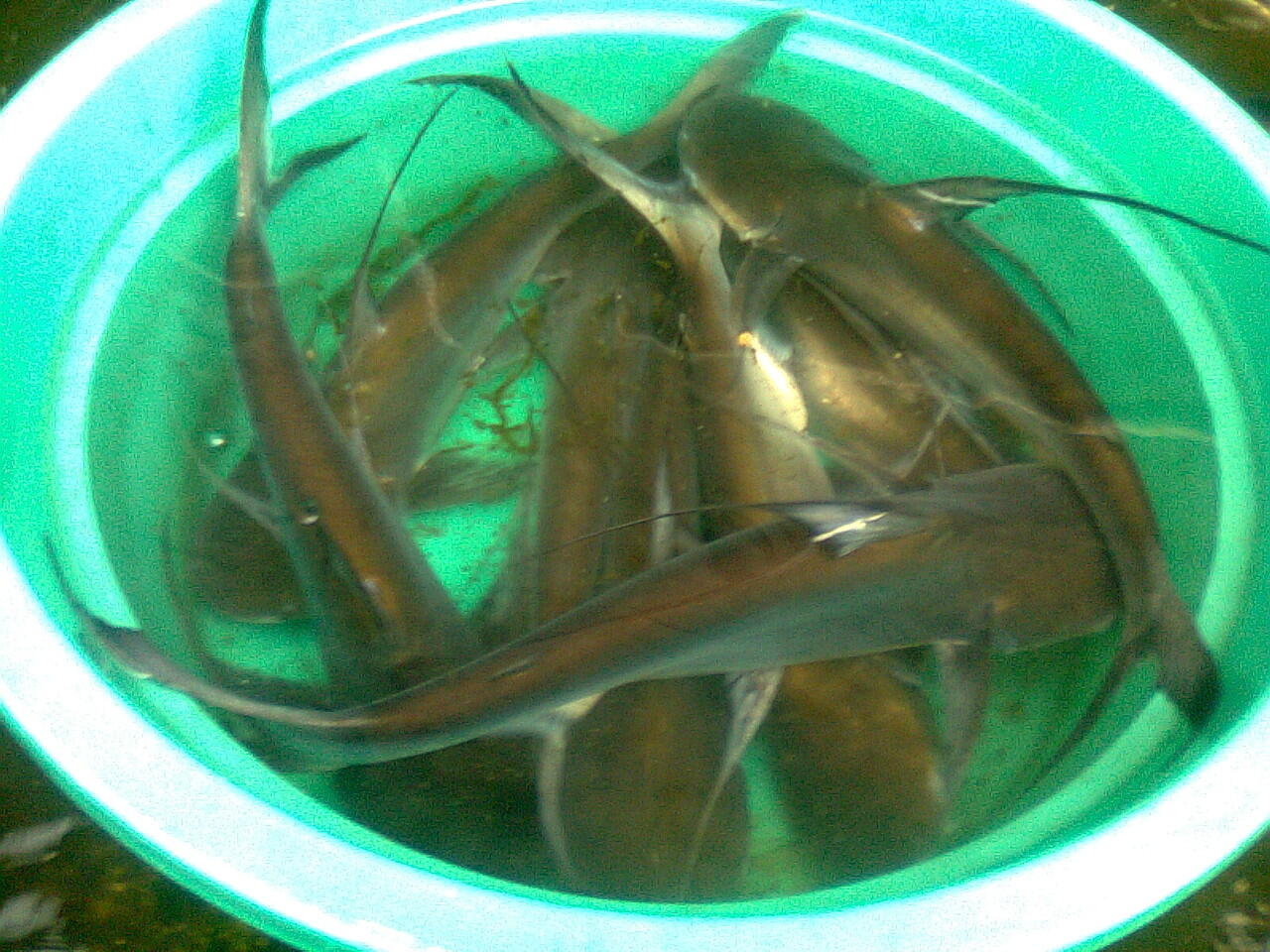 Paroon ALL ABOUT PAROON SHARK OR PATIN JENGHIS KHAN ATAU PANGASIUS ...
