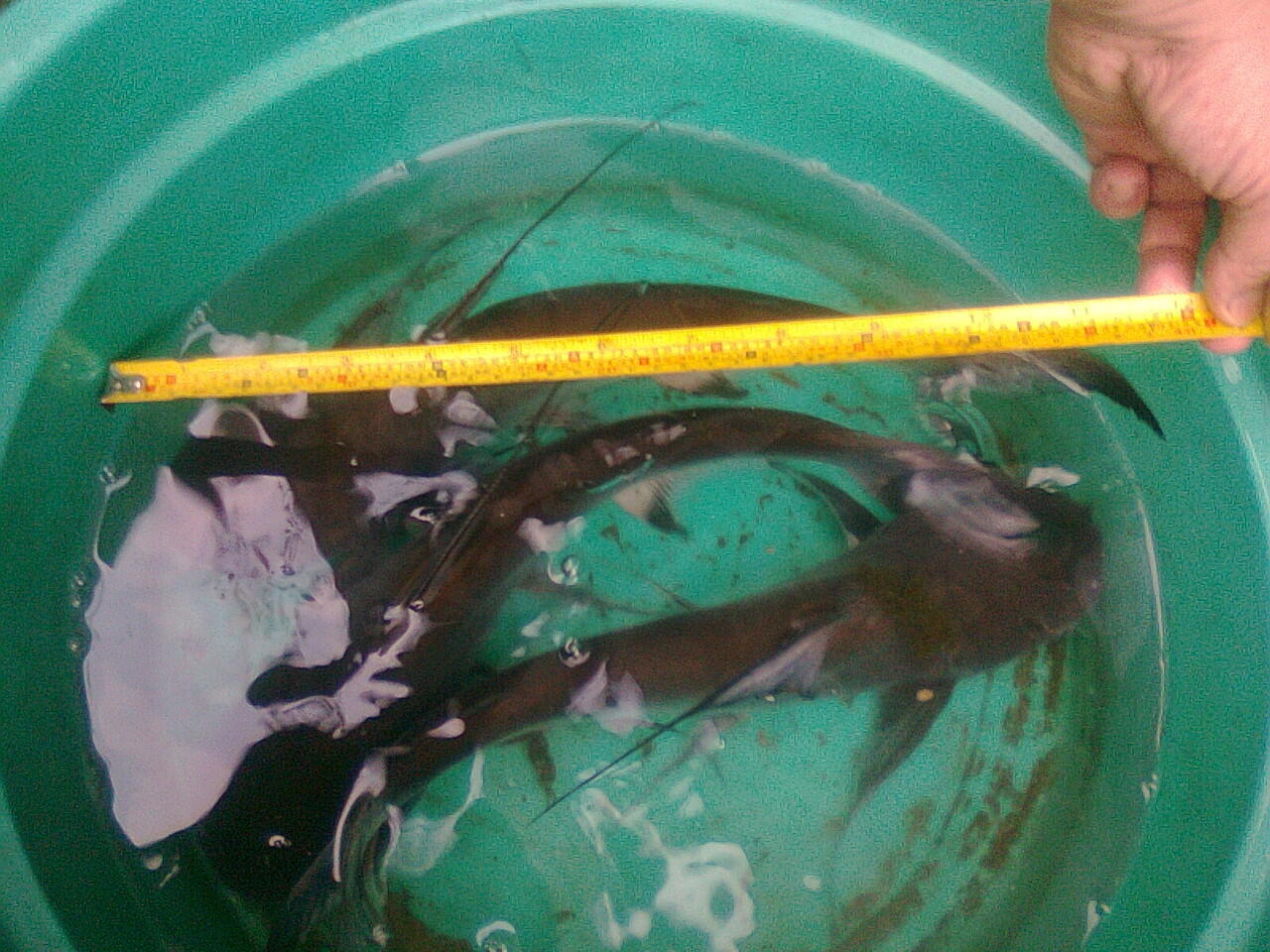 Paroon ALL ABOUT PAROON SHARK OR PATIN JENGHIS KHAN ATAU PANGASIUS ...