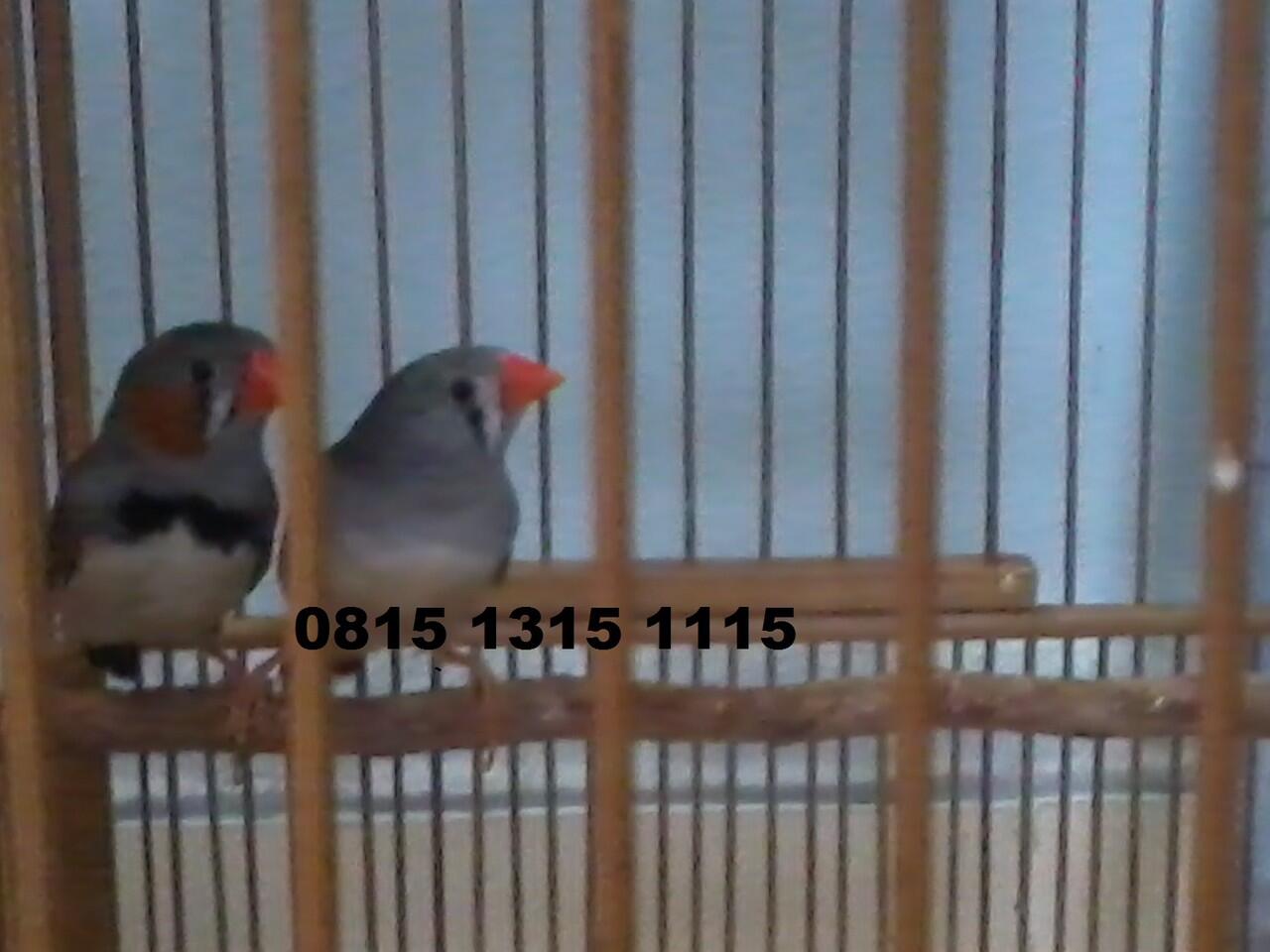 Zebra Finch Lokal Murah...