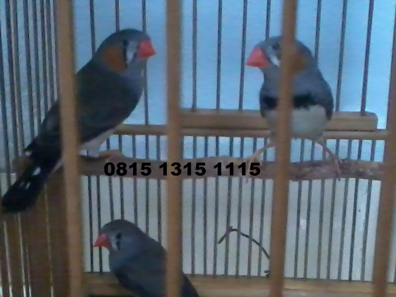 Zebra Finch Lokal Murah...