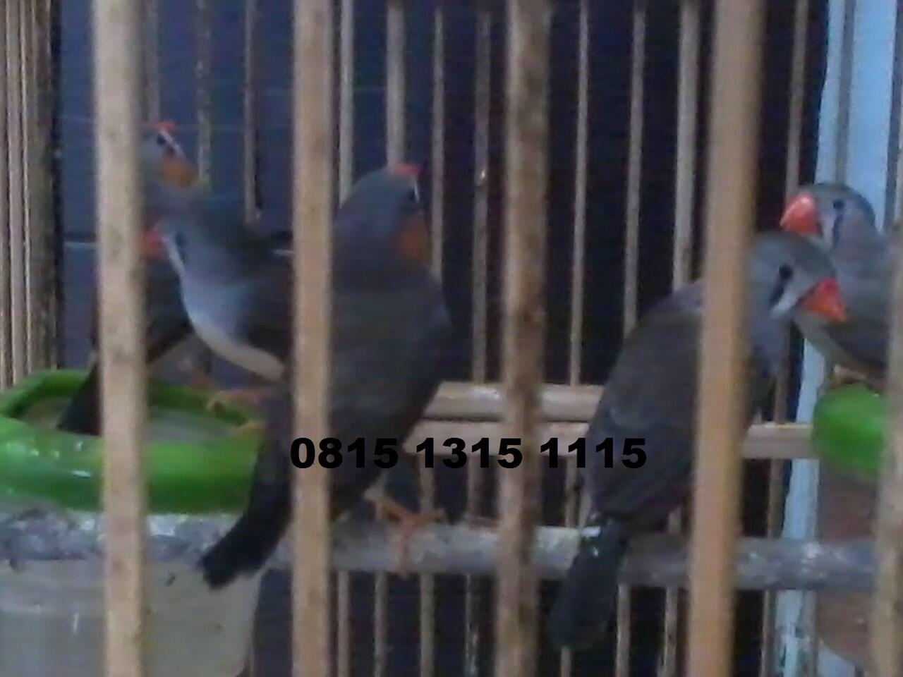 Zebra Finch Lokal Murah...