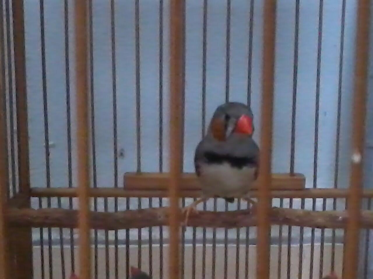 Zebra Finch Lokal Murah...