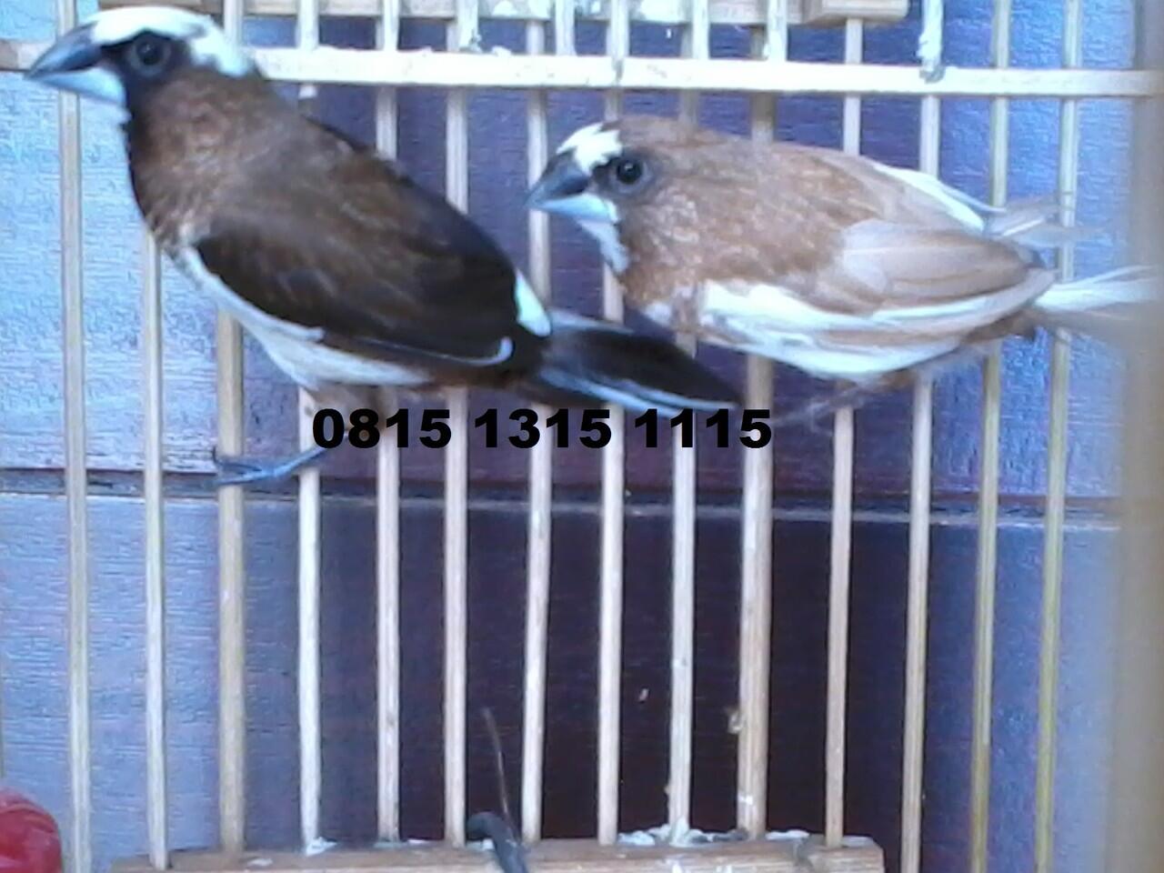 Burung Emprit Jepang