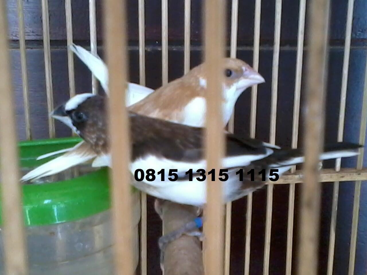 Burung Emprit Jepang
