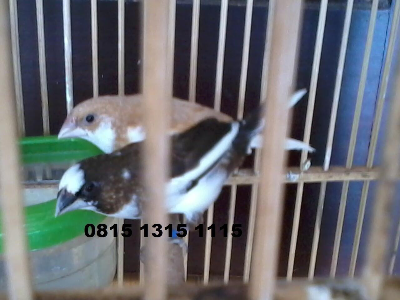 Burung Emprit Jepang