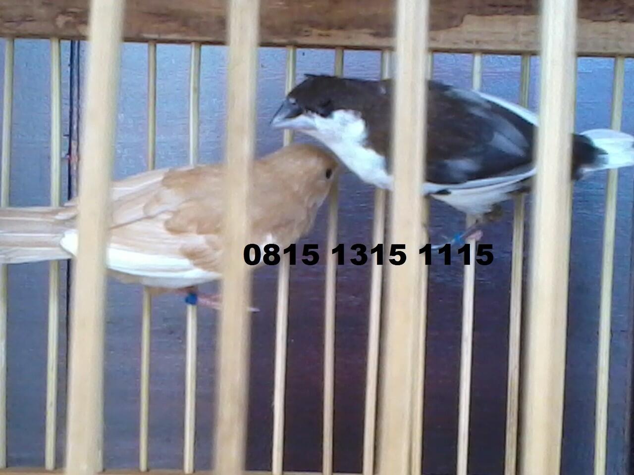 Burung Emprit Jepang