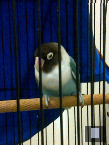 LB---LOVEBIRD siapan... murahhhhh---LB