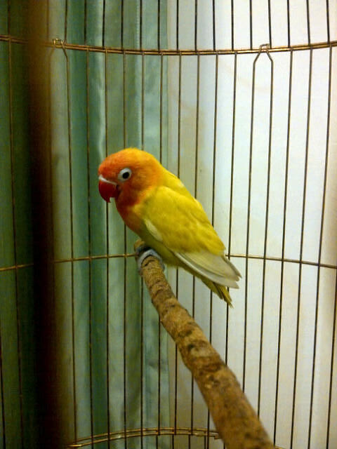 LB---LOVEBIRD siapan... murahhhhh---LB