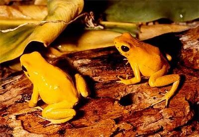 10 Katak Langka Yang Diduga Punah Tapi Ternyata Masih Hidup