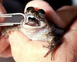10 Katak Langka Yang Diduga Punah Tapi Ternyata Masih Hidup