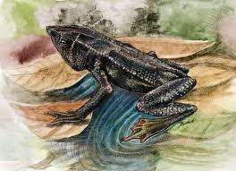 10 Katak Langka Yang Diduga Punah Tapi Ternyata Masih Hidup