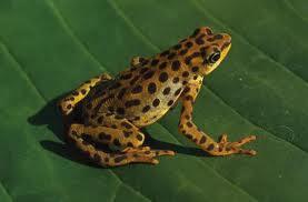 10 Katak Langka Yang Diduga Punah Tapi Ternyata Masih Hidup