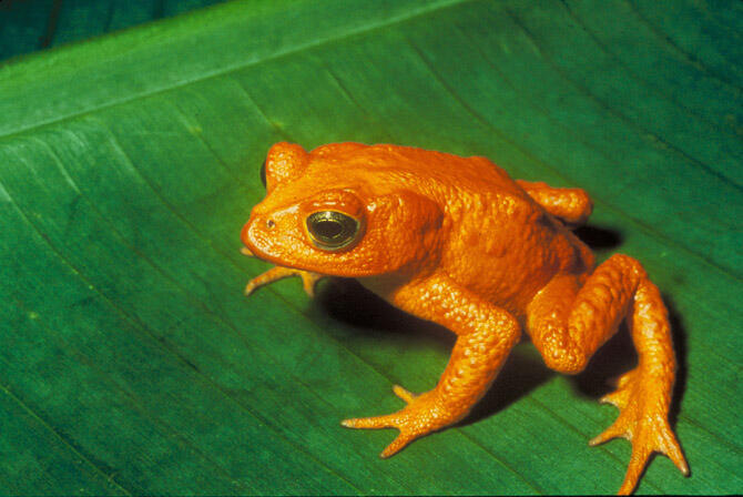10 Katak Langka Yang Diduga Punah Tapi Ternyata Masih Hidup
