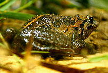 10 Katak Langka Yang Diduga Punah Tapi Ternyata Masih Hidup
