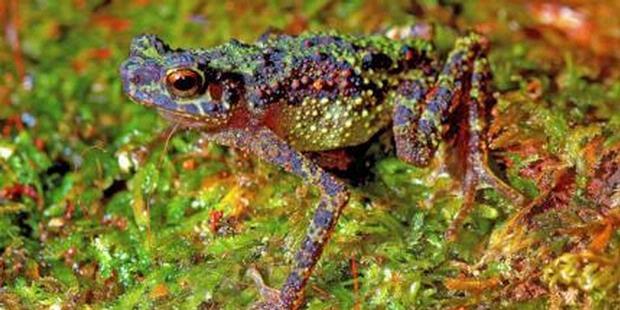 10 Katak Langka Yang Diduga Punah Tapi Ternyata Masih Hidup