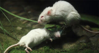 &#91;FOTO&#93; Tikus Putih Ini Berusaha Menolong Temannya Yang Dimakan Ular