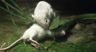 &#91;FOTO&#93; Tikus Putih Ini Berusaha Menolong Temannya Yang Dimakan Ular