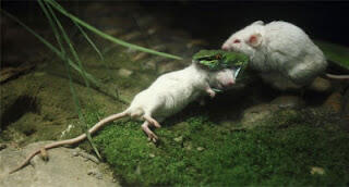&#91;FOTO&#93; Tikus Putih Ini Berusaha Menolong Temannya Yang Dimakan Ular