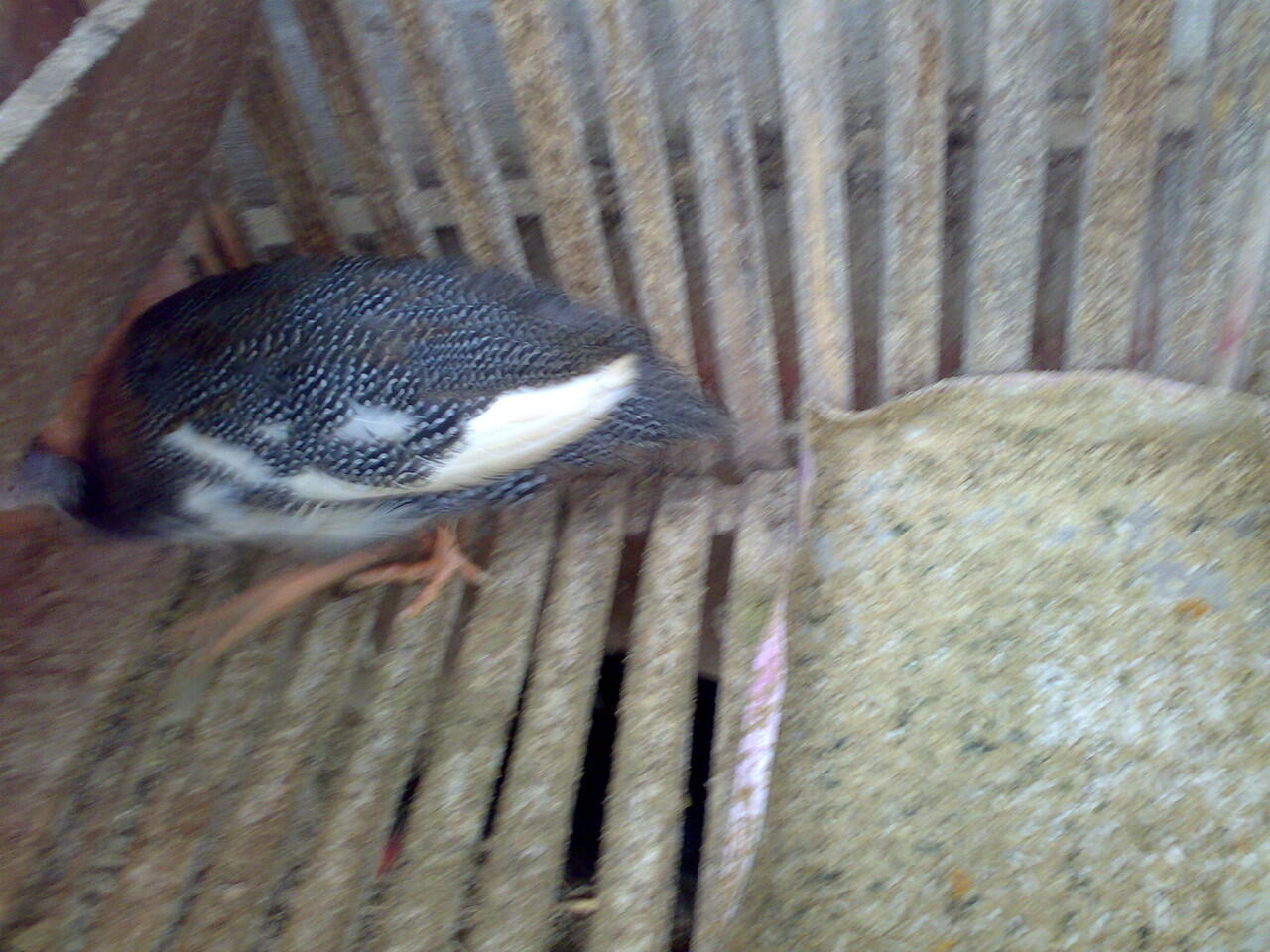 Ayam mutiara