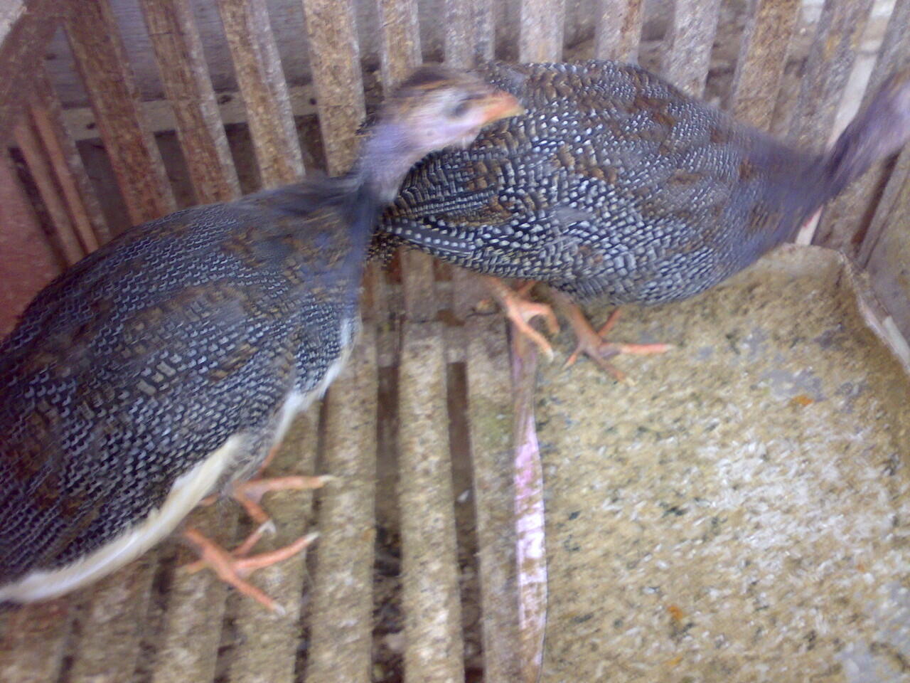 Ayam mutiara