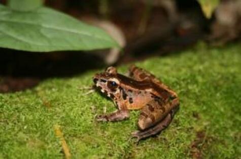 &#91;UNIK&#93; Katak BORNEO ini Hobi Lambaikan Tangan