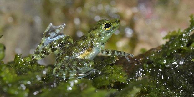 &#91;UNIK&#93; Katak BORNEO ini Hobi Lambaikan Tangan