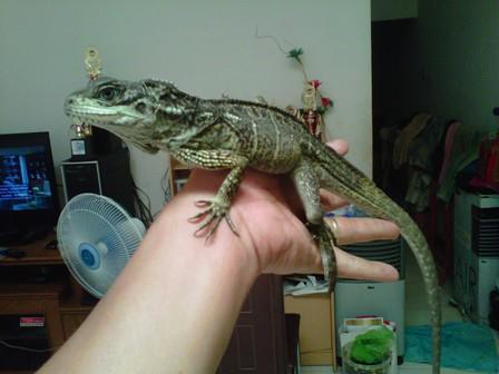 Soa layar(hydrosaurus amboinensis, weberi, pustulatus) keepers come in!!!