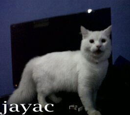 KUCING PERSIA SEMARANG