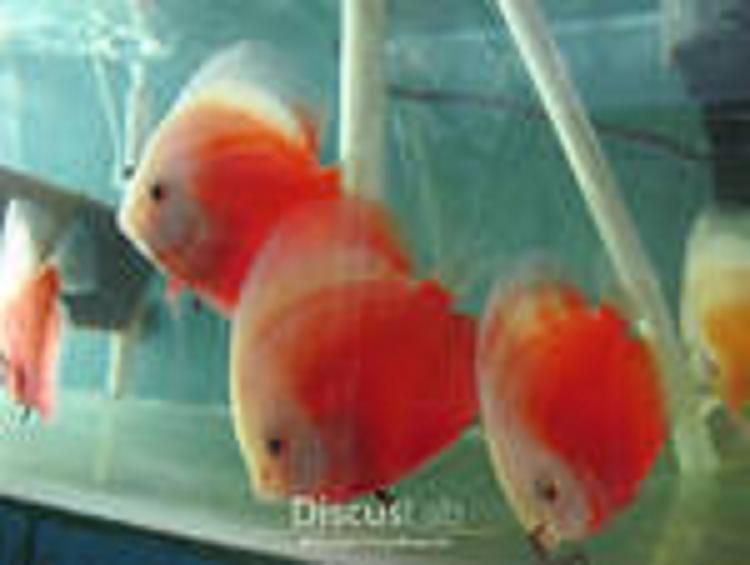Discuslab123