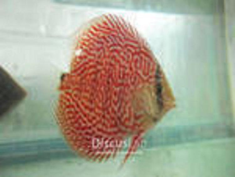 Discuslab123