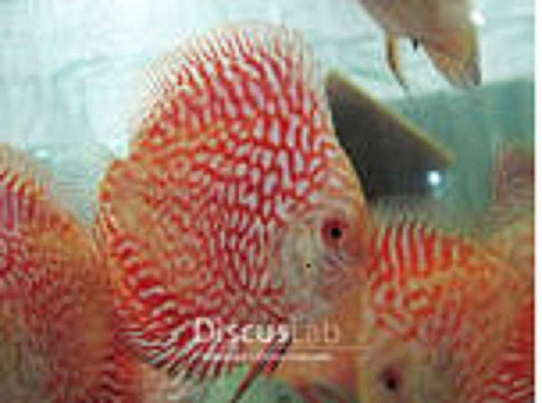 Discuslab123