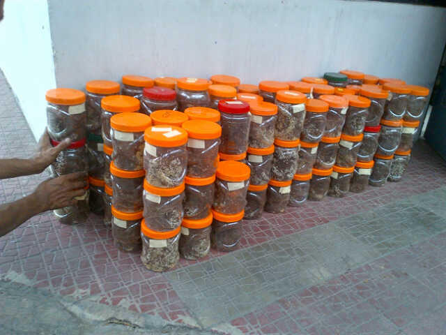 JURAGAN BIBIT SEMUT KROTO