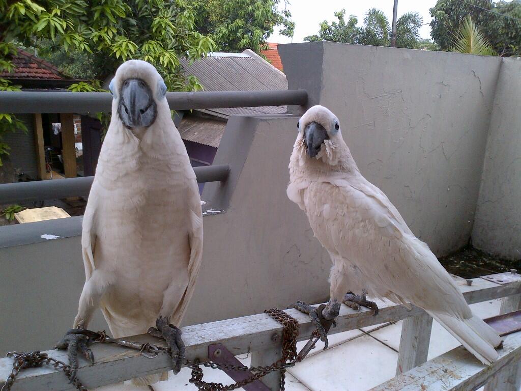 Terjual Sepasang Burung Kakak Tua Putih Jambul Kuning Kaskus