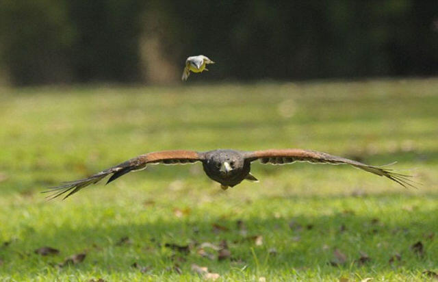 aksi burung kecil yang songong, pemberani, sekaligus nekat