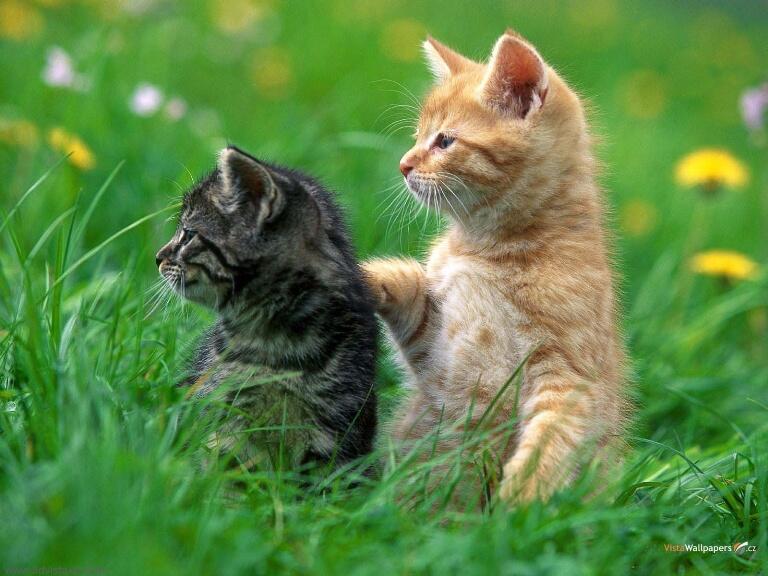 Kittens in the grass