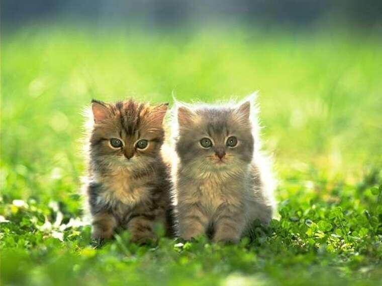 Kittens in the grass