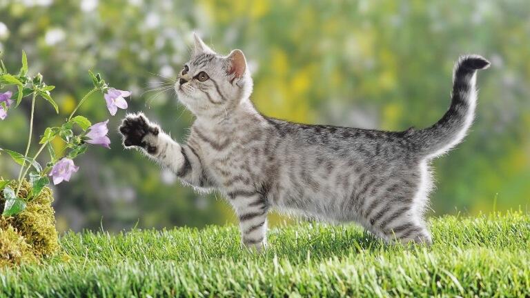 Kittens in the grass