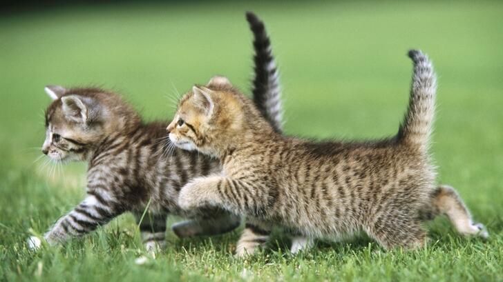 Kittens in the grass