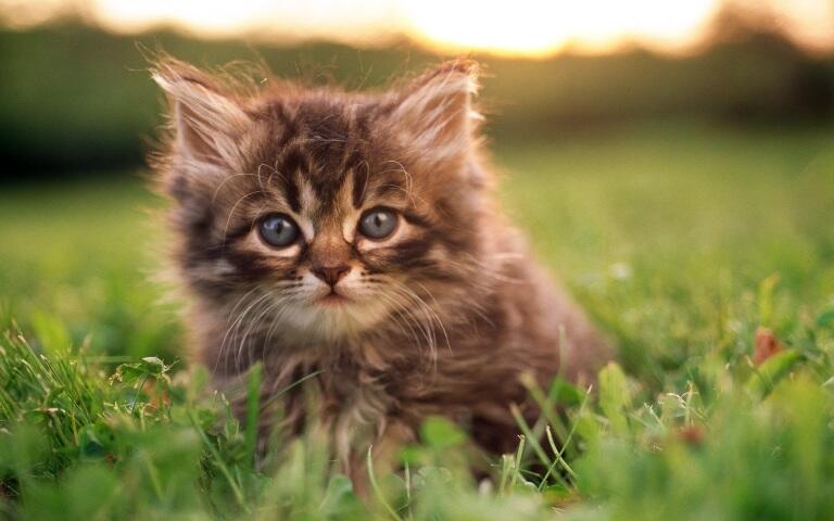 Kittens in the grass