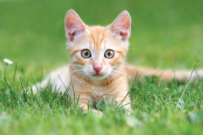 Kittens in the grass