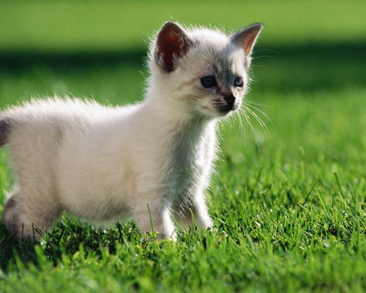 Kittens in the grass