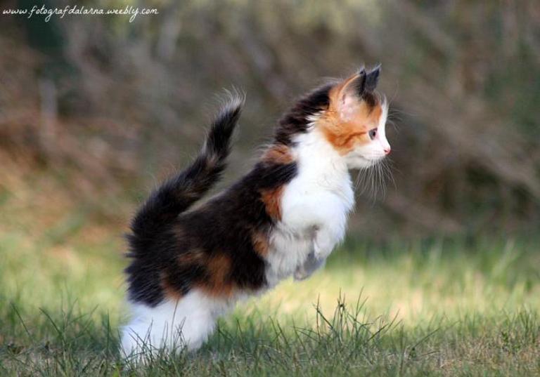 Kittens in the grass