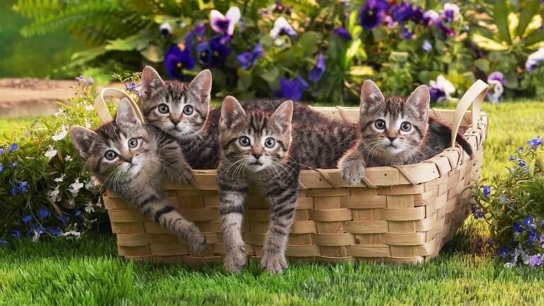 Kittens in the grass