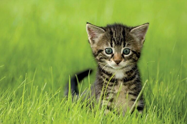 Kittens in the grass