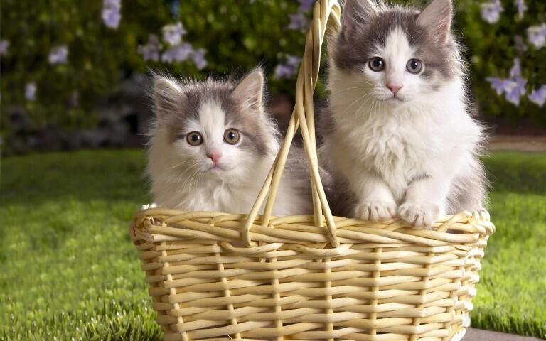 Kittens in the grass