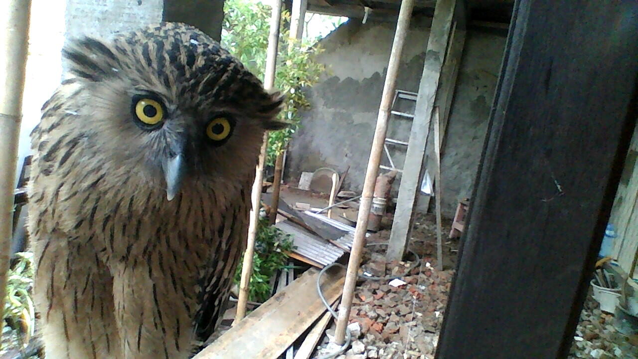 Terjual Burung Hantu Buffy Fish Owl Kaskus