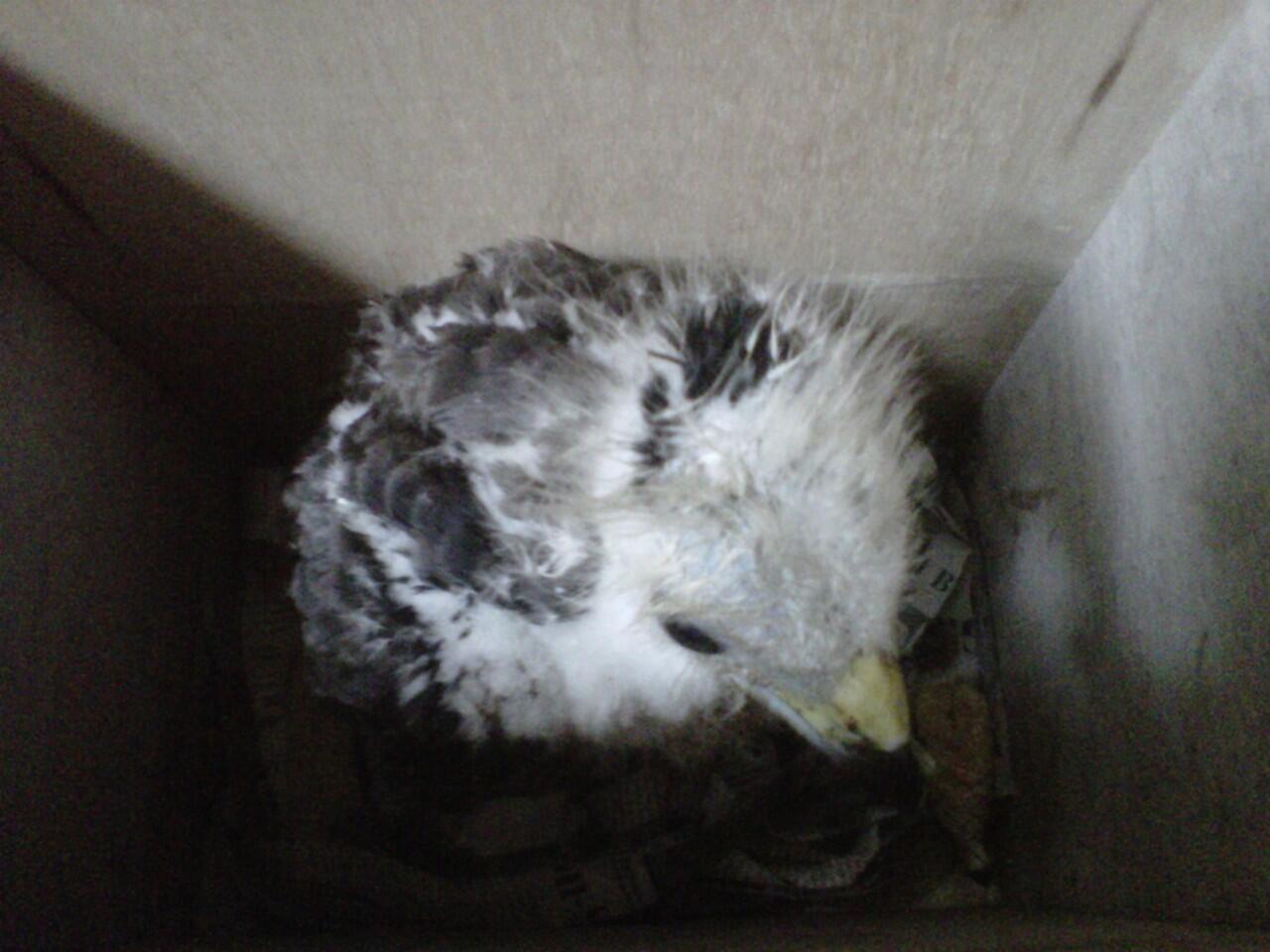 BARN OWL CHICK to BRANCHER